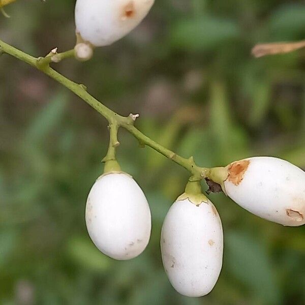 Cestrum parqui Фрукт