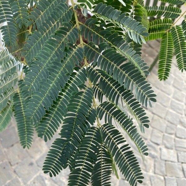 Albizia julibrissin Blad