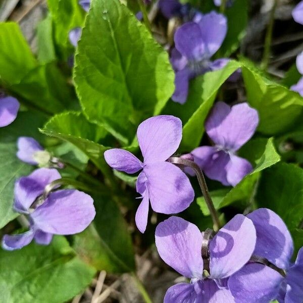 Viola hirta Flower