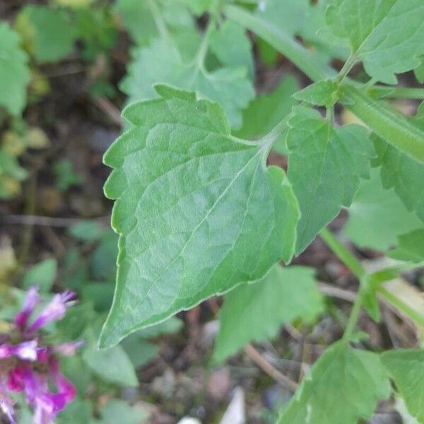 Agastache rugosa Leaf