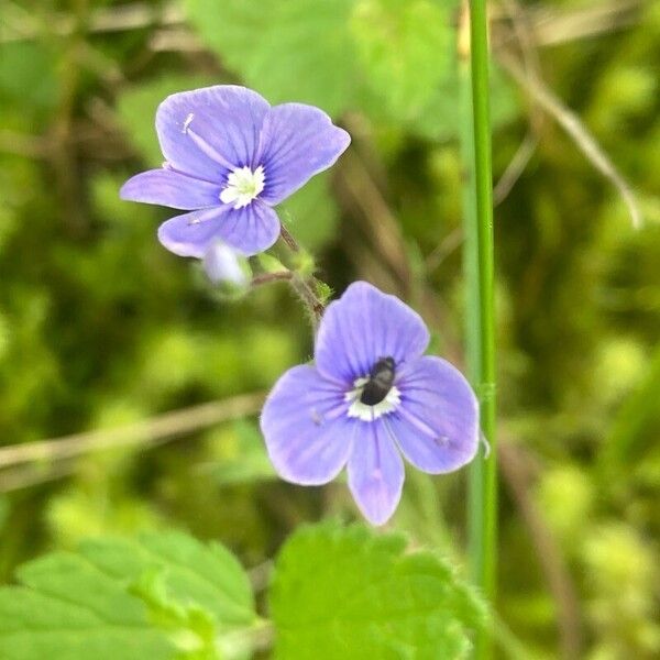 Veronica chamaedrys Blomst