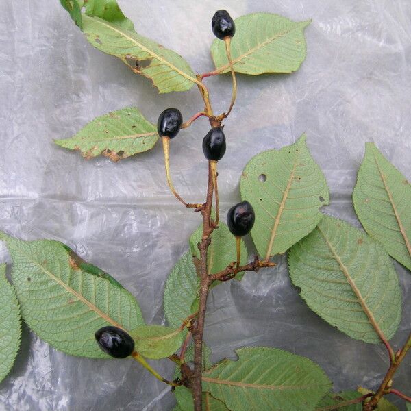 Prunus rufa