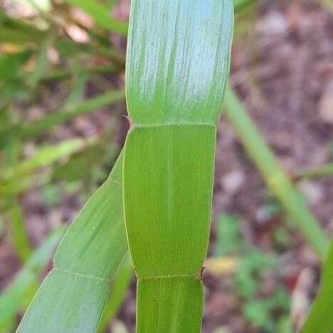 Muehlenbeckia platyclada Leaf