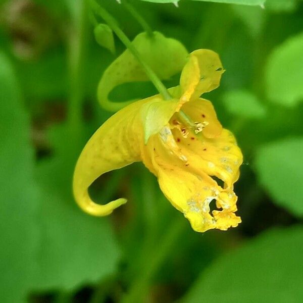 Impatiens noli-tangere Flower