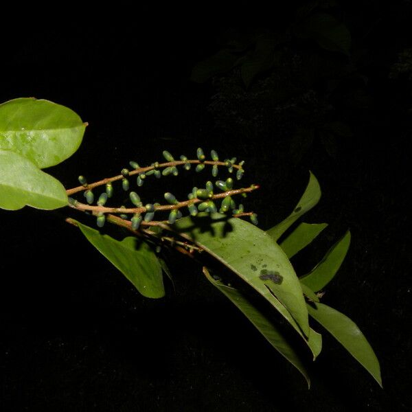 Phthirusa pyrifolia Ovoce