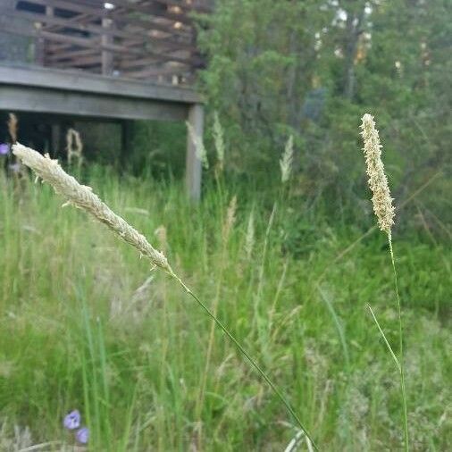 Phleum phleoides Lorea