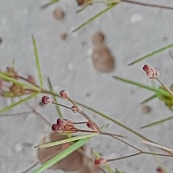 Galium setaceum Blüte