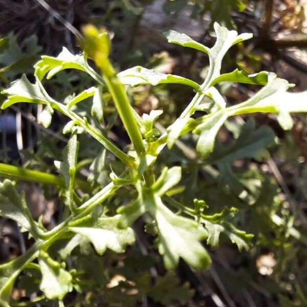 Scrophularia lucida Leaf