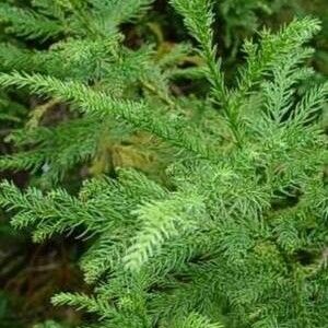 Cryptomeria japonica Blad