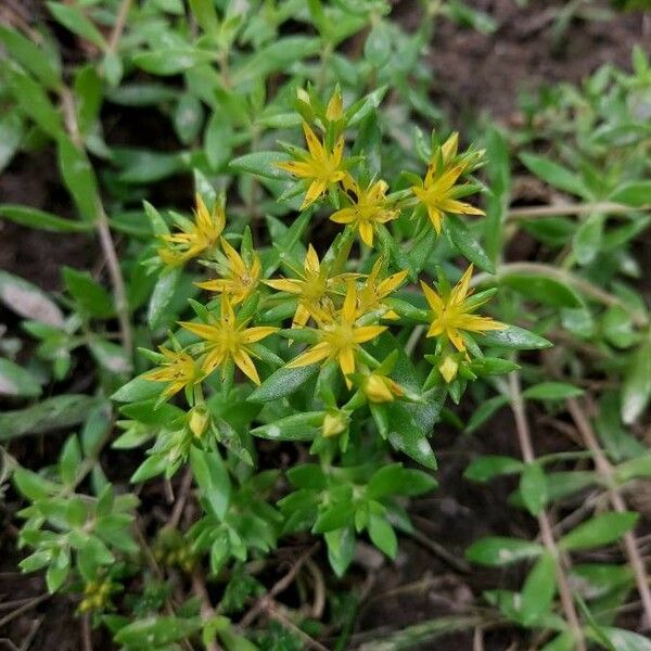 Sedum sarmentosum ফুল