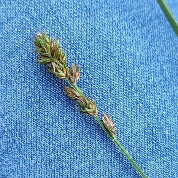 Carex spicata Flower