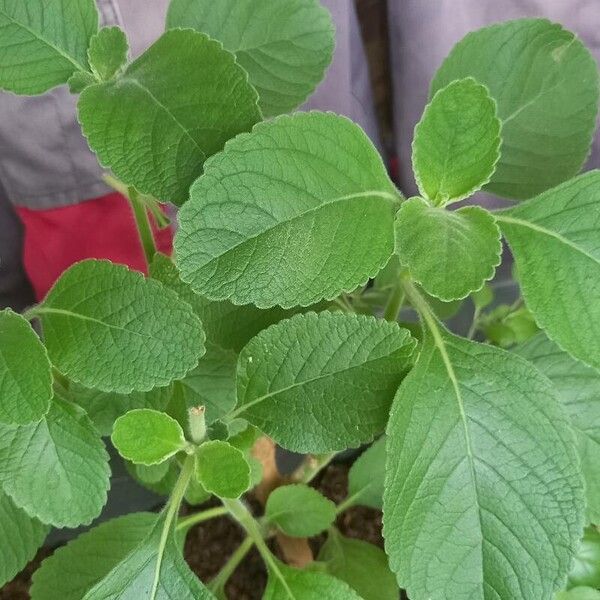 Plectranthus barbatus Blad