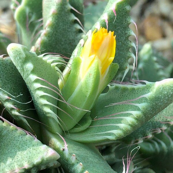 Faucaria tigrina Habitus