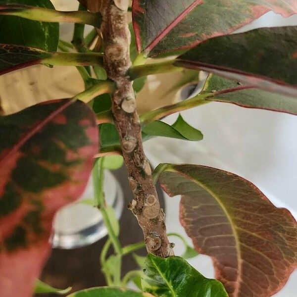 Codiaeum variegatum 樹皮