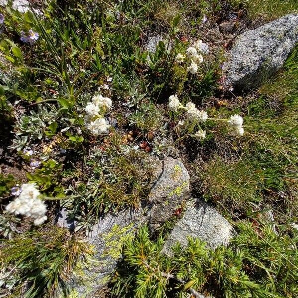 Antennaria dioica Vekstform