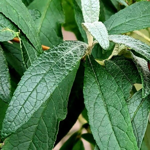 Buddleja davidii برگ