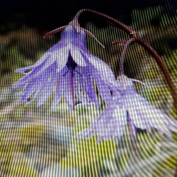 Soldanella alpina Flower