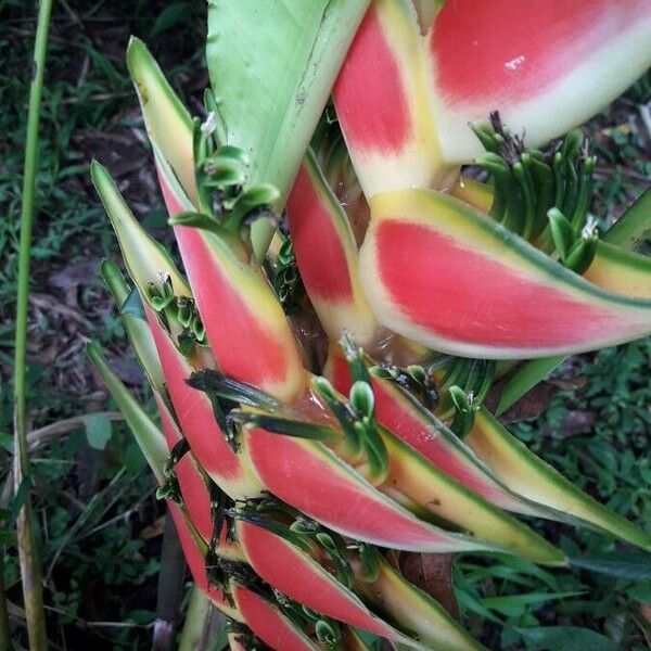 Heliconia wagneriana Flor