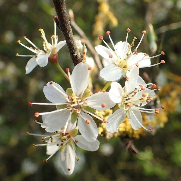 Prunus spinosa Λουλούδι