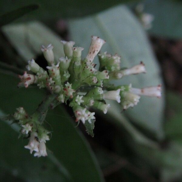 Psychotria schweinfurthii Žiedas