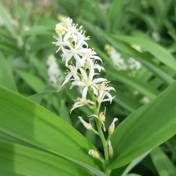 Maianthemum stellatum Flower