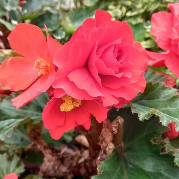 Begonia grandis Flower