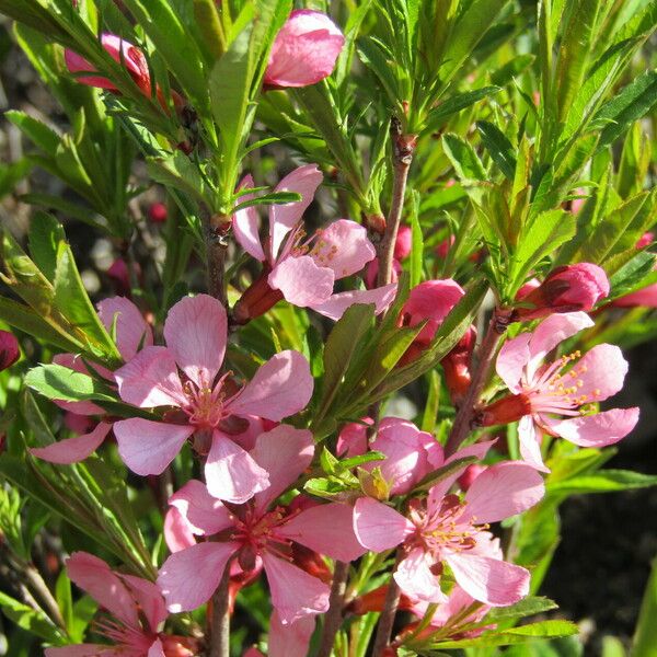 Prunus tenella Fleur