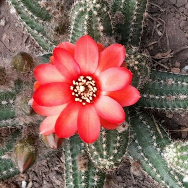 Chamaecereus silvestrii Fleur