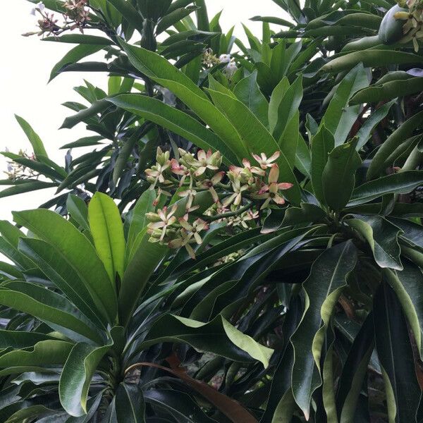 Cerbera manghas Цветок