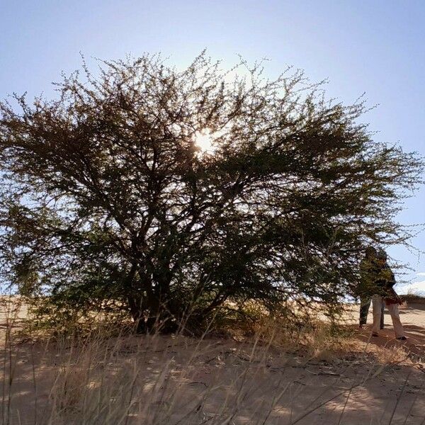 Acacia ehrenbergiana Hàbitat