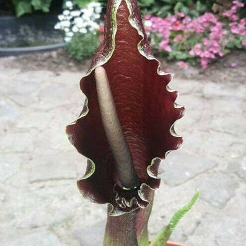 Sauromatum giganteum Flower