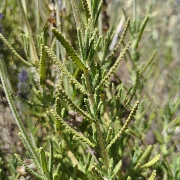 Lavandula dentata Blatt