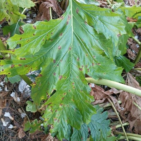 Acanthus spinosus Leaf