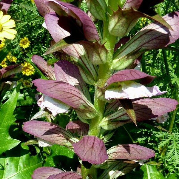 Acanthus spinosus Blodyn