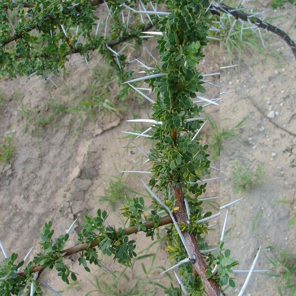 Vachellia nilotica Leaf