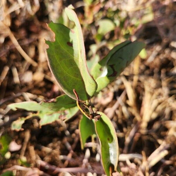 Ximenia americana Lapas