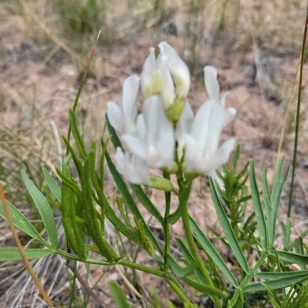 Astragalus tenellus 葉