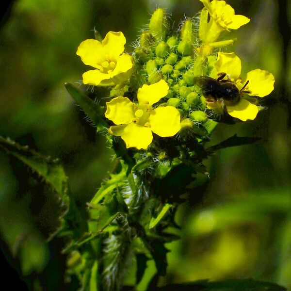 Sisymbrium loeselii Floare