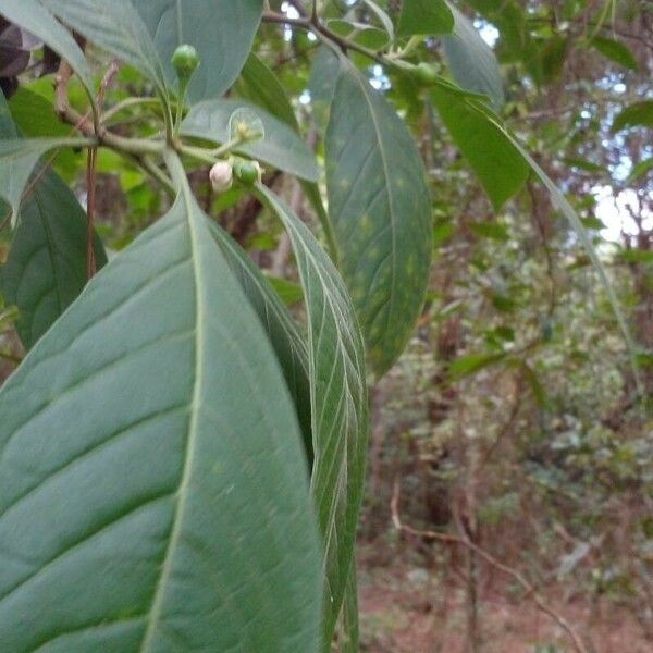 Athenaea velutina Leaf