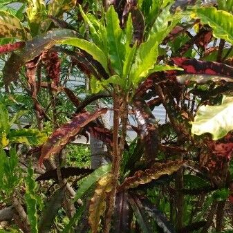 Codiaeum variegatum Leaf