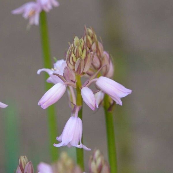 Hyacinthoides hispanica Інше