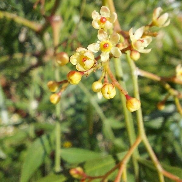 Schinus molle Flower