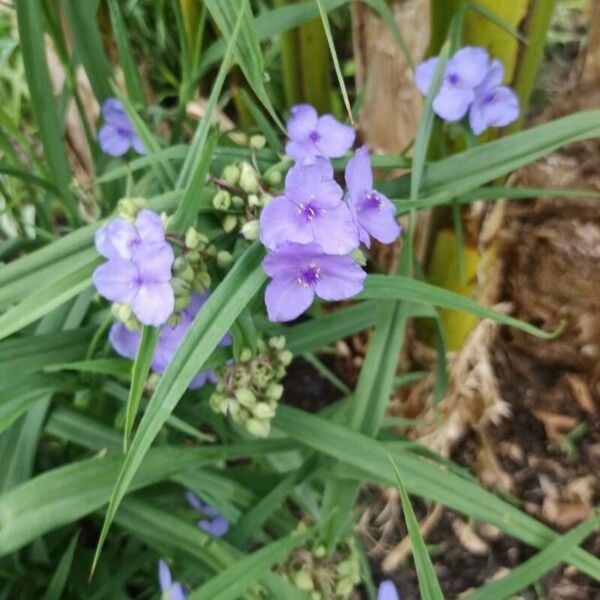 Tradescantia ohiensis Blüte