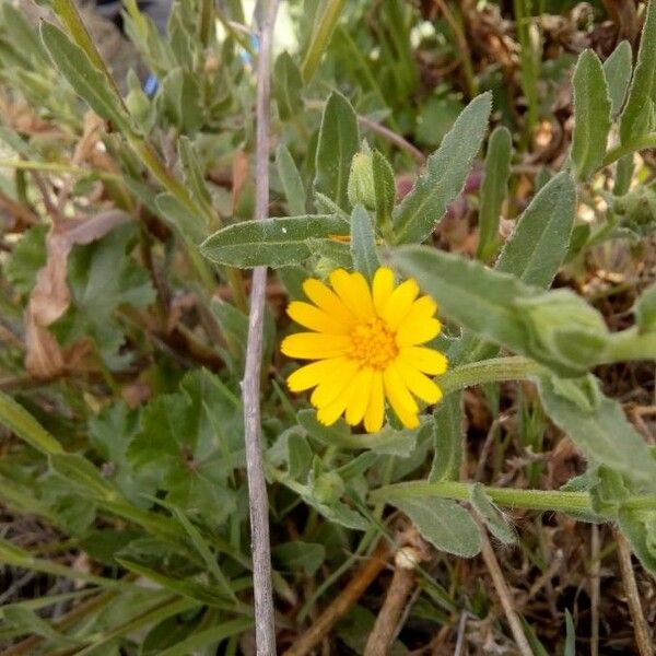 Calendula arvensis Flower