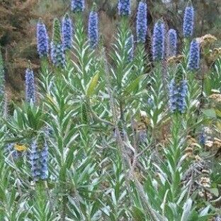 Echium webbii Elinympäristö