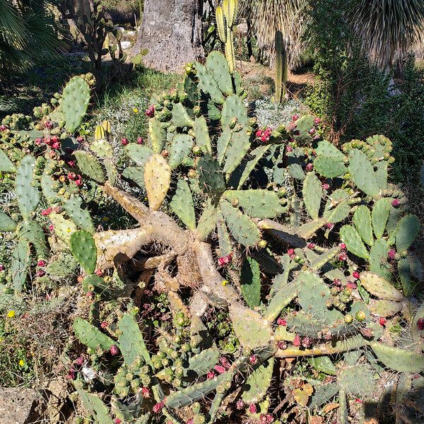 Opuntia elatior 形态