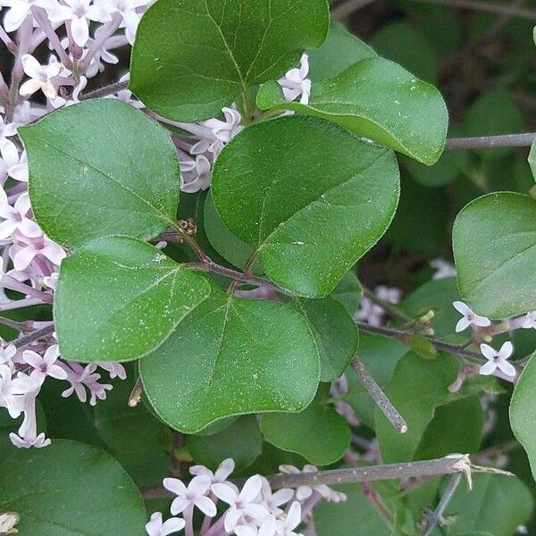 Syringa pubescens ᱥᱟᱠᱟᱢ