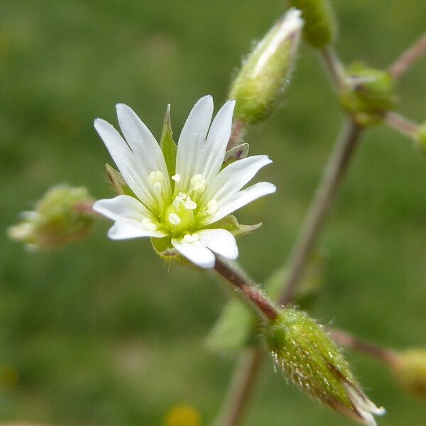 Cerastium pumilum Çiçek