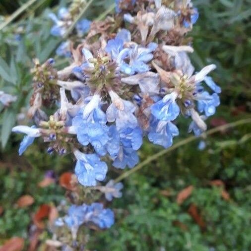 Salvia uliginosa Bloem