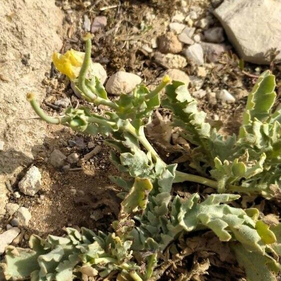 Glaucium corniculatum Φύλλο